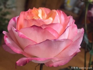 蘋(píng)果運氣月季的優(yōu)缺點(diǎn)是什么？