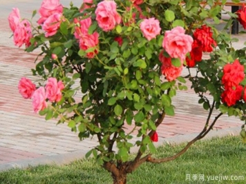 月季樹(shù)苗大概多少錢(qián)一棵？南陽(yáng)產(chǎn)地價(jià)格美麗