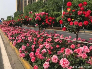 樹(shù)月季花最好什么時(shí)候栽種？