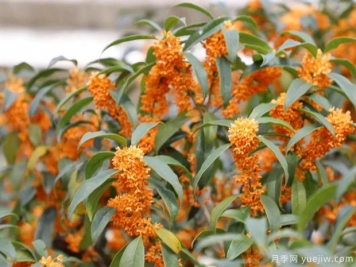 桂花常見(jiàn)病蟲(chóng)害防治