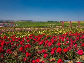 如何區別月季、玫瑰、薔薇