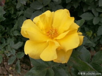 月季不愛(ài)生長(cháng)是什么原因？具體分析
