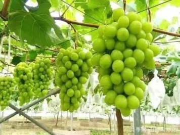 除了陽(yáng)光玫瑰，還有哪些葡萄品種值得推？
