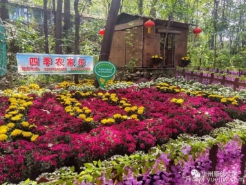 渭南華州南山下數萬(wàn)盆菊花爭奇斗艷，國慶節美不勝收