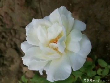 春水綠波月季的優(yōu)缺點(diǎn)是什么？