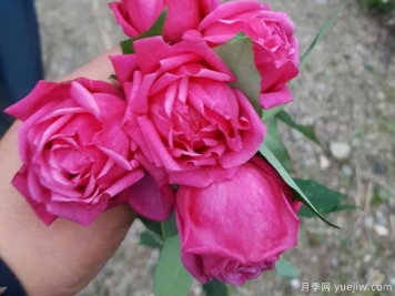 中國10大古老月季品種有哪些？花美花期長(cháng)