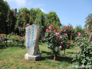 月季與美麗鄉村：保山騰沖老寨子，花在我眼前盛開(kāi)