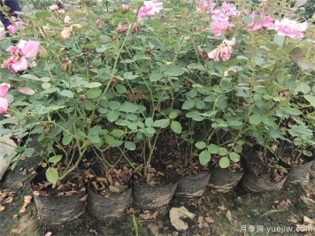 盆栽月季在栽植過(guò)程中如何處理呢？