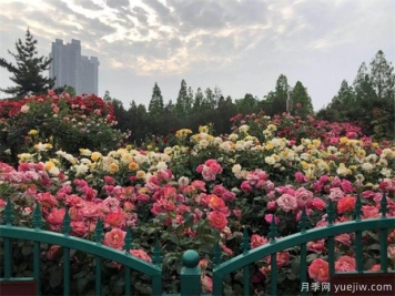 商丘養樹(shù)狀月季露天較好，上肥方式是怎樣的呢？