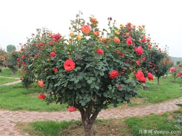 信陽(yáng)多色樹(shù)狀月季的嫁接方法，來(lái)聽(tīng)月季基地描述吧