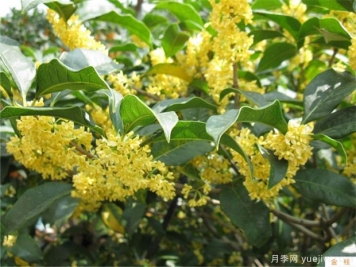 桂花樹(shù)如何栽種養護