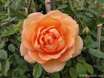 夏洛特夫人月季種植技巧，早看早學(xué)早開(kāi)花