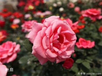 陽(yáng)臺盆花的澆水時(shí)間與方法分享