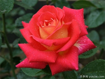埋盆越冬的南陽(yáng)盆栽月季什么時(shí)候出土好？