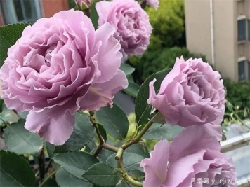 一天之中，月季花四季施肥特點(diǎn)