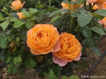 月季得了紅蜘蛛不要怕，該如何解決