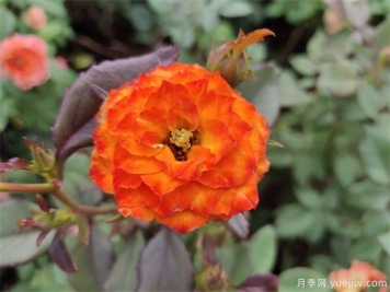 你知道月季的花語(yǔ)是什么嗎？