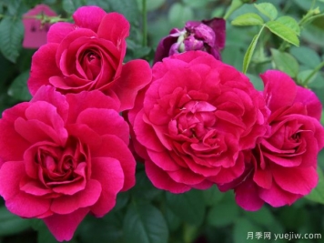 隱喻月季/寓言月季