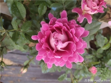 秋季月季花卉主要發(fā)生的病蟲(chóng)害
