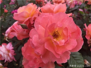推薦四季都開(kāi)花的3個(gè)藤本月季品種
