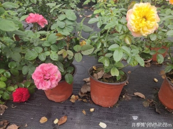 盆栽月季苗是靠南陽(yáng)臺好還是北陽(yáng)臺好