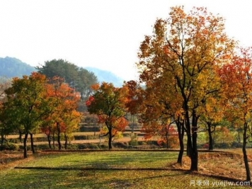 烏桕的園林應用、分布范圍、價(jià)格和前景