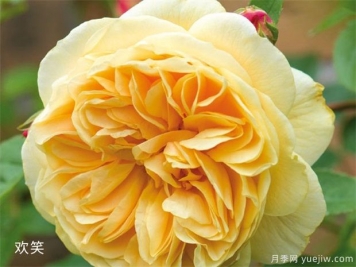 黃玫瑰的介紹，花語(yǔ)和栽培養護