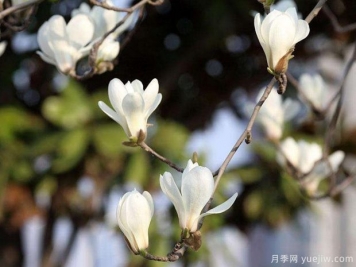 南陽(yáng)玉蘭基地簡(jiǎn)述二喬玉蘭、白玉蘭、廣玉蘭、紫玉蘭的區別？