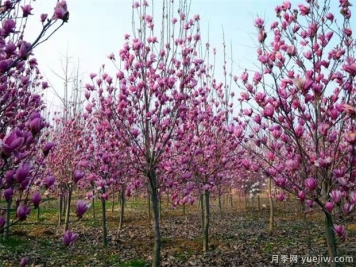 如何制作紫玉蘭盆景？南陽(yáng)紫玉蘭盆栽養殖方法分享