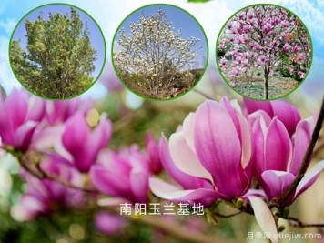 南陽(yáng)玉蘭的文化花語(yǔ)，玉蘭哪個(gè)品種好看