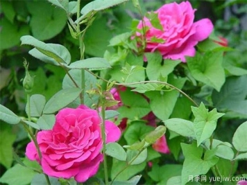 藤本月季和藤本薔薇哪個(gè)比較好養？薔薇養殖與注意事項