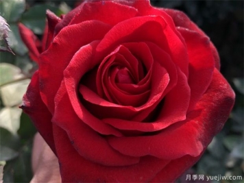 黑玫瑰送哪種人？花語(yǔ)寓意