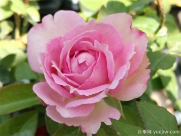 18歲生日送哪種花