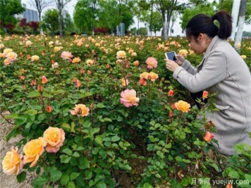 室內養花，有5個(gè)技巧要掌握才能養的好