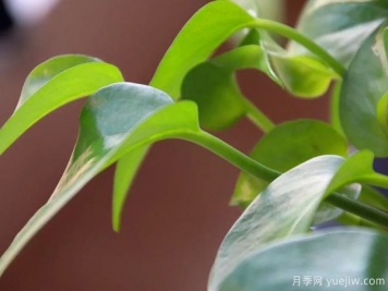 家中常見(jiàn)的這6種花草都有毒，平時(shí)養護要小心