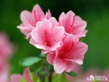 杜鵑花施肥用什么？施肥時(shí)間和方法