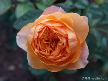 皮實(shí)又貌美的珊瑚心系列，個(gè)個(gè)都很優(yōu)秀