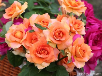 銅管樂(lè )隊月季