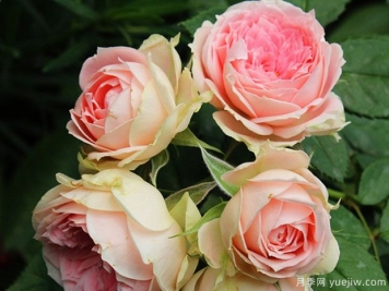 3個(gè)超適合新手種植的月季花，魅力超凡