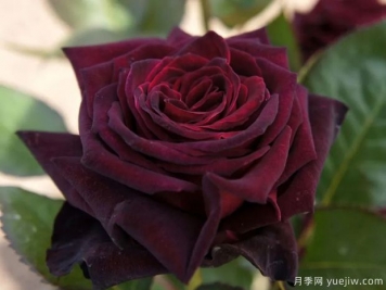 黑巴克月季和黑魔術(shù)月季有什么區別？哪個(gè)更黑