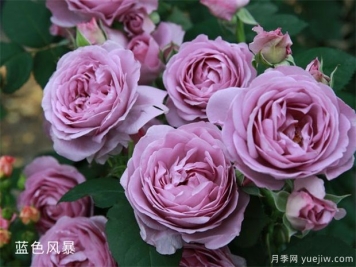 藍色風(fēng)暴和藍色陰雨的優(yōu)缺點(diǎn)是什么？對比