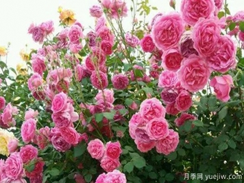 推薦3種生長(cháng)速度快的爬藤月季，花墻超級漂亮