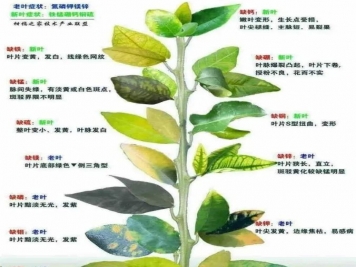 秋季月季不斷黃葉，打藥不管用，怎么辦？