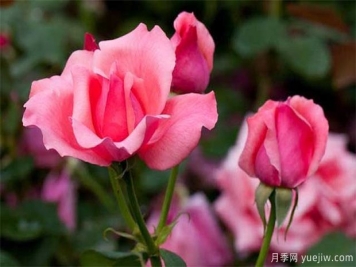 冬季養花指南和注意事項