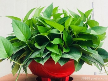 針對幾種花卉的養花澆水秘方分享