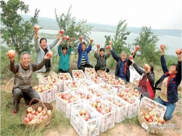 南陽(yáng)淅川：萬(wàn)畝石榴喜豐收 直播助農甜萬(wàn)家