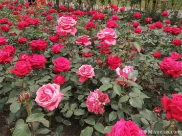 月季開(kāi)花的時(shí)候是否要追肥？一篇講肥料全面