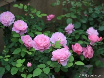月季花種子播種，月季花養殖方法