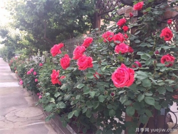 盆栽月季在不同的生長(cháng)期如何澆水看這里