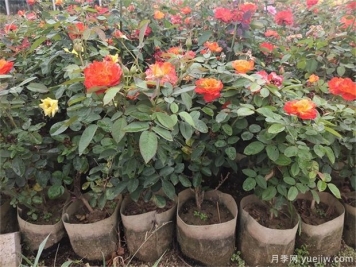 盆栽的月季花如何過(guò)冬？